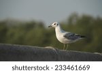 Small photo of Seagulls winter evacuate on green background at QM. Bangpu Recreation Center,Thailand.