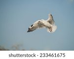 Small photo of Seagulls winter evacuate on blue sky background at QM. Bangpu Recreation Center,Thailand.