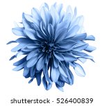 stock-photo-light-blue-flower-on-a-white-background-isolated-with-clipping-path-closeup-big-shaggy-flower-526400839.jpg