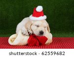 Golden retriever puppies for sale in central florida