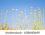 Small photo of Abstract photo of unusual looking plant stems round tops. Maltese countryside vegetation flora and fauna