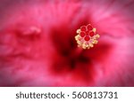 Small photo of Flower's Pistil. Closeup of Pistils.