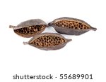 stock-photo-austrailian-seed-pod-55689901.jpg