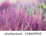 heather flowers. small violet...