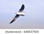 Small photo of Seagull flying shot like painting in the clear sky