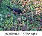 Small photo of A pretty male Eastern Towhee (Pipilo erythrophthalmus) foraging on the green grass field in the garden, Autumn in GA USA.