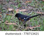 Small photo of A single male Eastern Towhee (Pipilo erythrophthalmus) foraging on the ground, Autumn in GA USA.