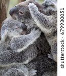 mother koala cuddling with two...