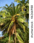coconut palm tree in group with ...