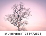 silhouette of dead tree