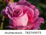 Small photo of Flower garden after rain.All wet with a drop of water.Llke pink roses in the garden.