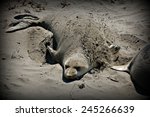 northern elephant seal digging...