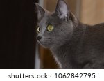 Small photo of Cat breed Russian blue gray silver-gray color with green-yellow eyes.