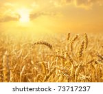 wheat field against golden...
