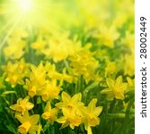 daffodils in sunlight