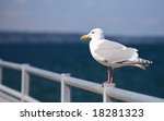 seagull perched on metal...