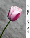 Small photo of Single pink and white tulip in bloom outside in early spring against set against an open light grey background allowing for copy space