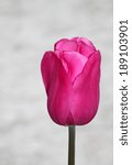 Small photo of Single dark pink tulip in bloom outside in early spring against set against an open light grey background allowing for copy space