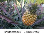 pineapple  in a farm