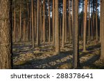 pine forest in sunsets. image...