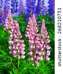 pink lupines blooming on spring ...