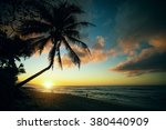 palm on sunset beach of oahu...