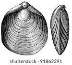 Small photo of terebratula numismalis, Brachiopod - Jurastic fossil organisms, encyclopedia "Education", Russia, 1896