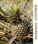pineapple  tropical fruit of...