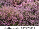 beautiful heather in the forest ...