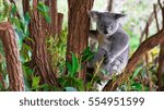 koala bear marsupial in the...