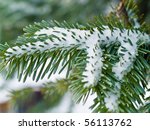 snow covered pine tree branches ...