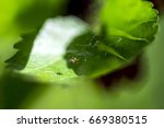 Argiope Spider Spinning Web Free Stock Photo - Public Domain Pictures