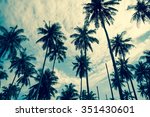 coconut palm trees farm in koh...