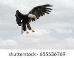 Small photo of Raptor in the air. A majestic bald eagle prepares to descend from the sky.