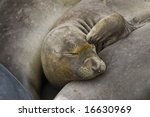 northern elephant seal on...