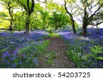 blue bells forest in scotland
