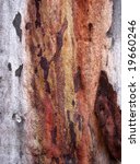 eucalyptus bark ii