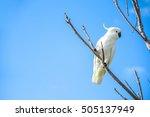 beautiful white cockatoo...