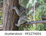a sleeping koala sitting on a...