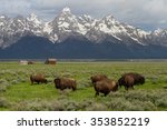 Small photo of bison herd grazing in big green field with western homestead barns and wyoming teton mountains