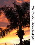 palm tree silhouetted against...