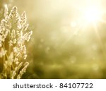 Natural Background Frame Free Stock Photo - Public Domain Pictures