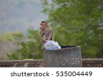 Small photo of Bonnet Macaque Monkey searching for food in a garbage bin.Image taken at Sanjay Gandhi National Park in Mumbai,India. Scientific Name: Macaca radiata