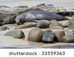fur seal napping at curio bay ...