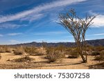 desert landscape with ocotillo...