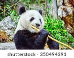 cute bear panda actively chew a ...