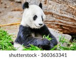 cute bear panda actively chew a ...