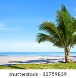 small palm tree on the beach