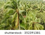 coconut tree grove in kerala ...
