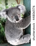 koala  phascolarctos cinereus . ...